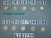 藏品(芋螺貝)的圖片